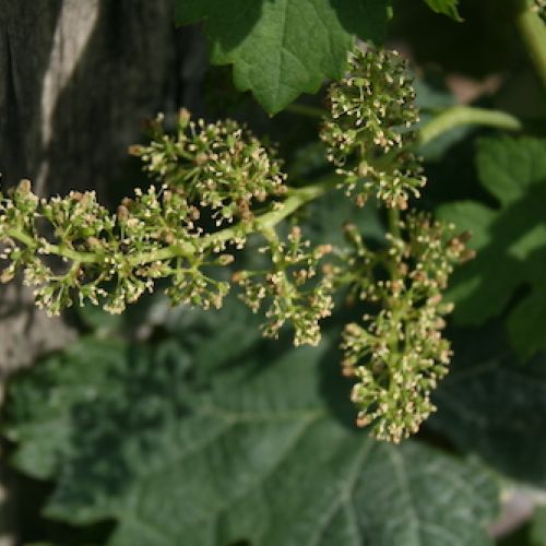 Grands Vins de Saint Emilion - Château Beaurang 