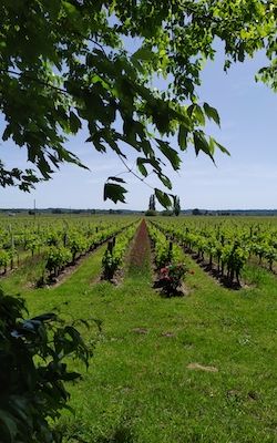 Château Beaurang vineyard