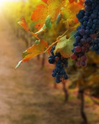 How the wine cycle works at Château Beaurang