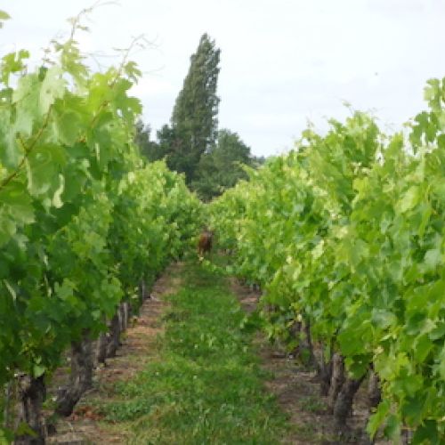 Grands Vins de Saint Emilion - Château Beaurang 