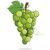 White grape variety